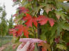 Close-Up Fall Foliage