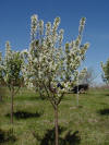 Zumi Crabapple Blooming