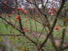 Zumi Crabapple Fruit