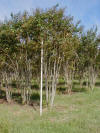 Muskogee Crape Myrtle